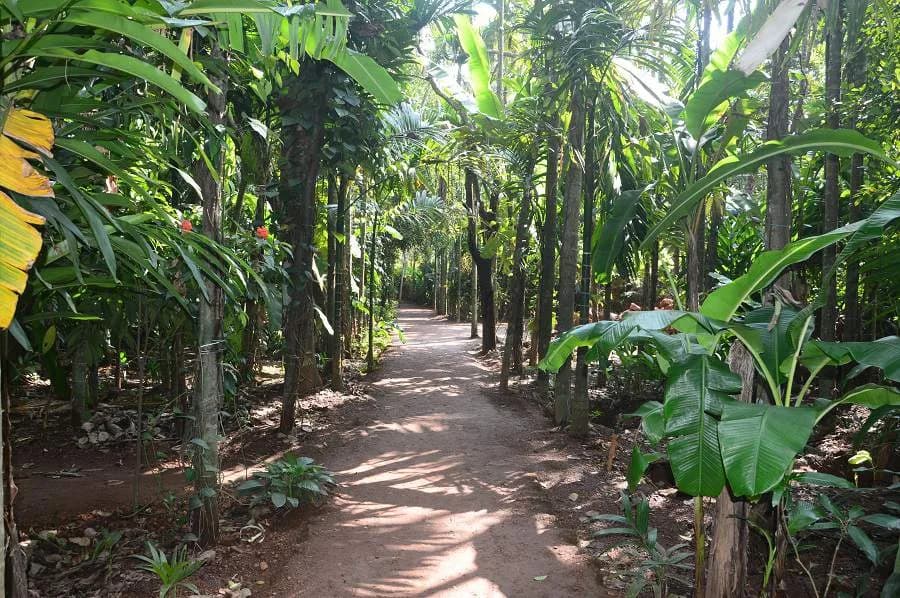Spice Plantations